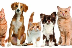 Стерилизация и кастрация домашних животных