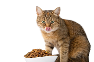 Как выбрать корм для кошки: 4 фактора, которые следует запомнить
