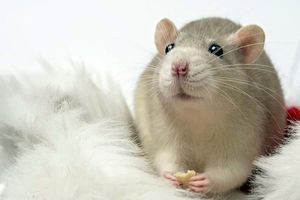 Чем кормить крысу? 5 мифов о питании декоративных крыс