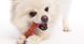 Hartz Chew n Clean Dental Duo - Іграшка для собак, набір для очищення зубів з ласощами і ароматом бекону, 8 см фото 4