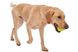 West Paw JIVE DOG BALL - Супер м'яч для собак L (8 см) фото 2