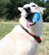 Cheerble Wicked Blue Ball Cyclone - Інтерактивний м'яч для собак, синій фото 3