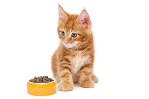 Как выбрать корм для котенка?