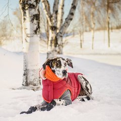 GF Pet Scout Jacket Жакет для собак червоний