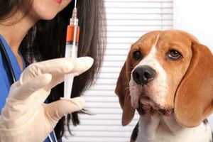 Через сколько дней после «глистогонки» можно делать прививку собаке?
