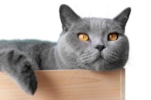 Вибір корму для стерилізованої кішки: на що звернути увагу