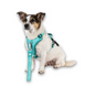 Шлейки для собак Max & Molly Smart ID Sport Harness Matrix 2.0 Turquoise бирюзового цвета, S фото 5