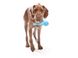 West Paw Tizzy Dog Toy - Іграшка з 2-ма ніжками для собак S (11 см) фото 3