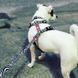 Повідець багатофункціональний Max & Molly Multi-Function Leash Zebra з принтом Зебра, M фото 3