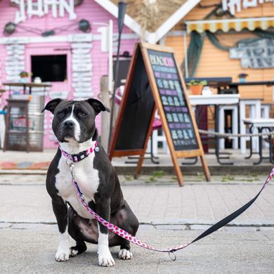 Ошейник для собак Max & Molly Smart ID Collar Strawberry Dream с принтом Клубничная мечта, XS