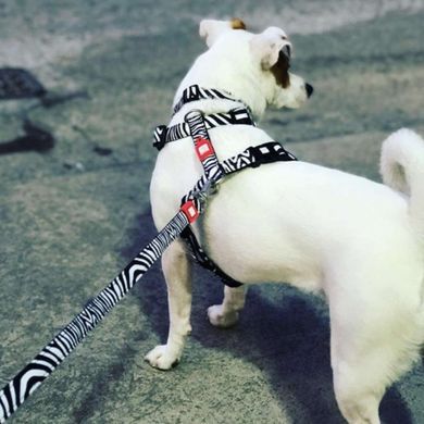 Шлейки для собак Max & Molly H-Harness Zebra з принтом Зебра, L