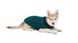 GF Pet Black Diamond Sweater Green Свитер для собак зелёный фото 1