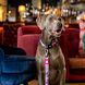Повідець короткий для собак Max & Molly Short Leash Cherry Bloom з принтом Вишневе цвітіння, XS фото 3