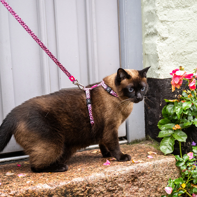 Набір для котів шлейки/повідець Max & Molly Harness/Leash Set Leopard Pink з леопардовим принтом, 1 розмір