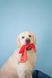 Harley & Cho М'яка іграшка з тканини Лобстер Себастьян для собак фото 4