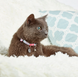 Max & Molly Smart ID Cat Collar Cherry Bloom/1 size - Нашийник для котів Smart ID вишневий цвіт фото 2