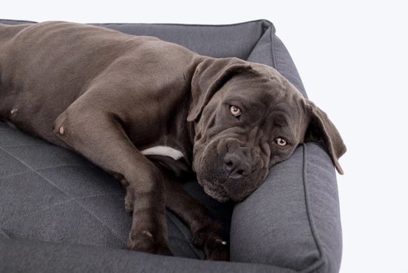 Лежак для собак Harley & Cho Sofa Graphite графітового кольору з підсиленою поверхнею та бортами, розмір L