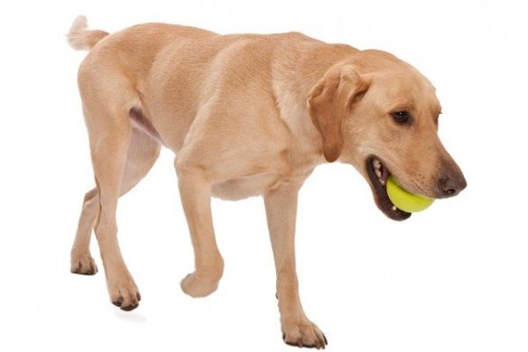 West Paw JIVE DOG BALL - Супер мяч для собак L (8 см)
