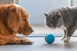 Cheerble Wicked Green Ball - Интерактивный мяч для собак и кошек, зеленый фото 2