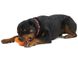 West Paw Tux Treat Toy - Суперміцна іграшка-годівниця для собак L (13 см) фото 3
