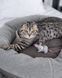 Harley & Cho М'яка іграшка мишка &laquo;Мішель&raquo; для котів фото 3