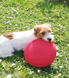 KONG Flyer - Іграшка для собак літаючий диск S фото 3