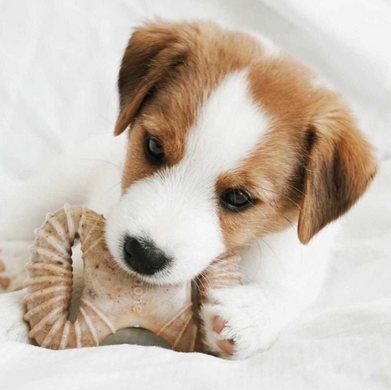 Benebone Puppy 2-pack Dental Chew/Wishbone Bacon - Набір з двох жувальних іграшок для собак зі смаком бекону