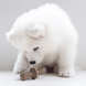 Benebone Puppy 2-Pack Maplestick Zaggler Bacon - Набір з двох жувальних іграшок для собак зі смаком бекону фото 2