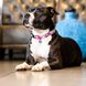 Нашийник для собак Smart ID Collar - Cherry Bloom/XS фото 4