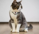 Cheerble KiTiDOT Black Collar - Ошейник для котов с лазерной игрушкой, 1 шт фото 4