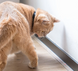 Cheerble KiTiDOT Black Collar - Нашийник для котів з лазерною іграшкою фото 5