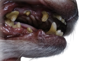 Зубной камень у кошек и собак: причины возникновения, лечение